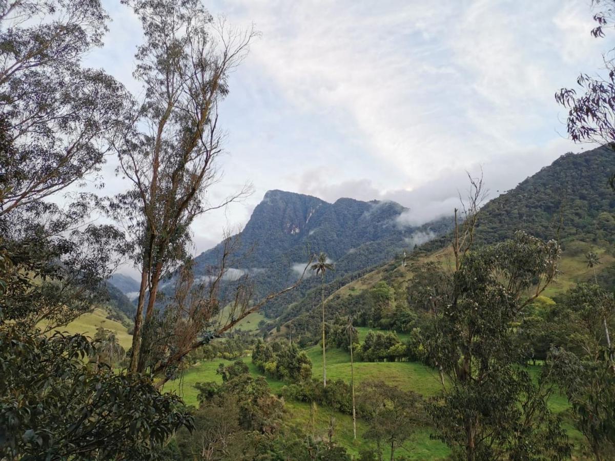 Cabanas Valle Del Cocora La Truchera Salento Dış mekan fotoğraf