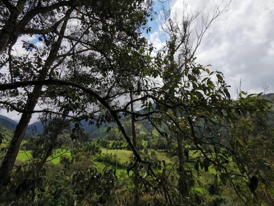 Cabanas Valle Del Cocora La Truchera Salento Dış mekan fotoğraf