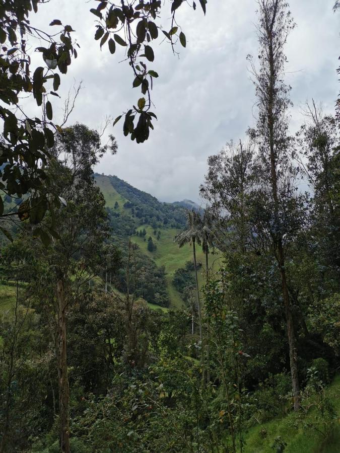 Cabanas Valle Del Cocora La Truchera Salento Dış mekan fotoğraf
