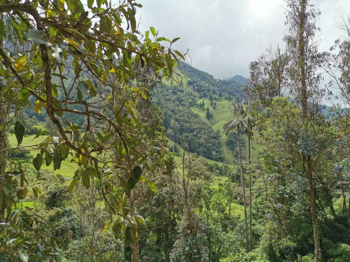 Cabanas Valle Del Cocora La Truchera Salento Dış mekan fotoğraf