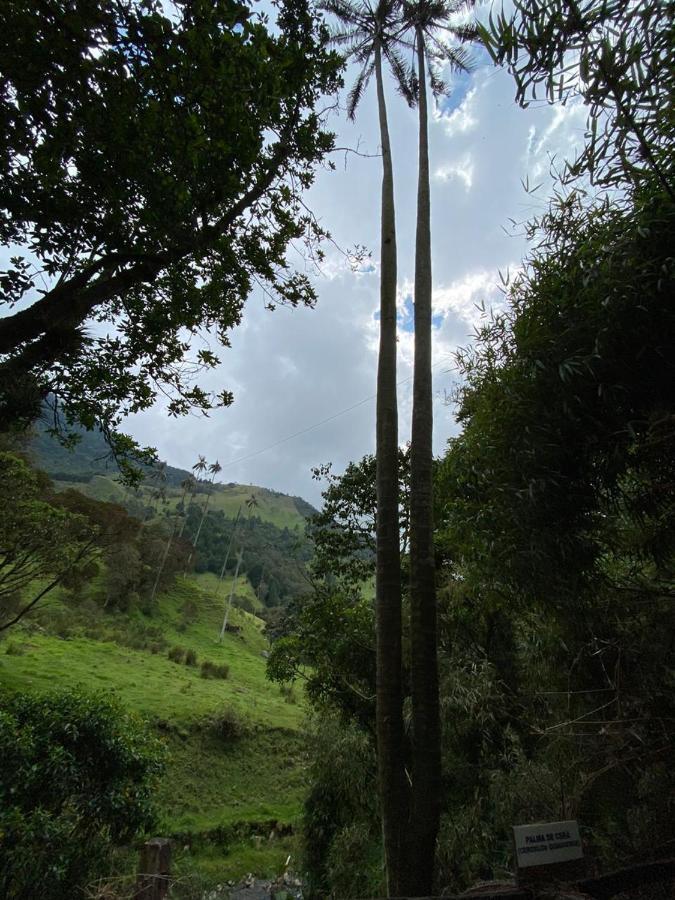 Cabanas Valle Del Cocora La Truchera Salento Dış mekan fotoğraf